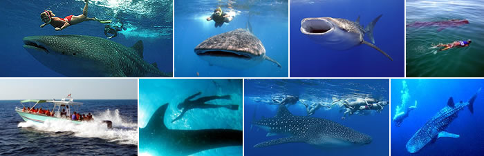 Whale Shark  Swimming
